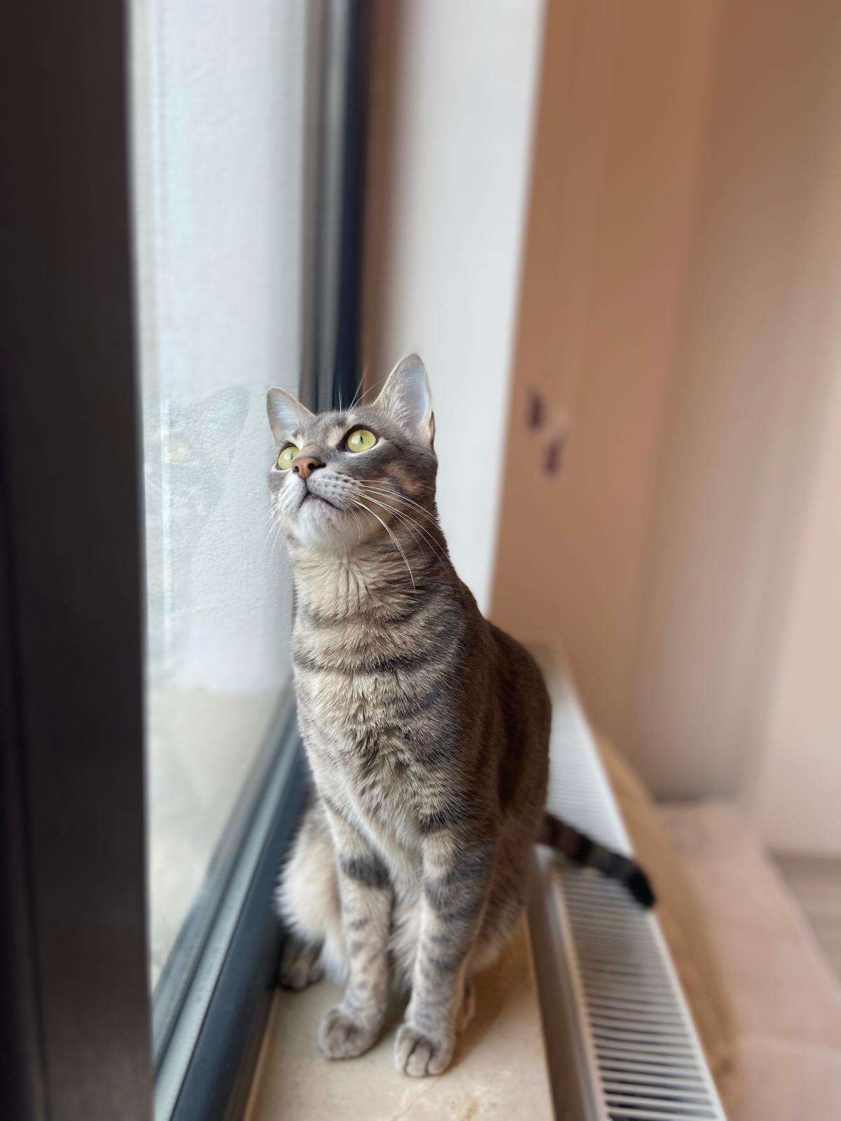 Menteşe’de Kayıp Kedi İçin 20 Bin TL Ödül Verilecek 5